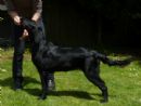 Click to see more details for this dog