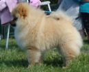 Click to see more details for this dog