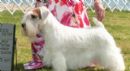 Click to see more details for this dog
