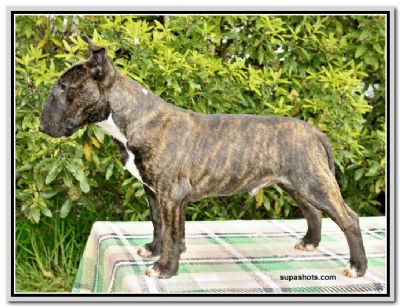 Breed Feature Photo - Unauthorised use prohibited!