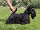 Click to see more details for this dog