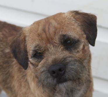 Breed Feature Photo - Unauthorised use prohibited!