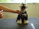 Click to see more details for this dog