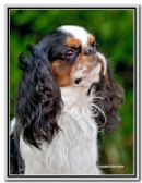 Click to see more details for this dog