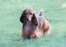 Click for more details of this dog