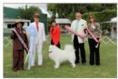 Click for more details of this dog