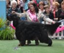 Click for more details of this dog