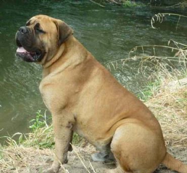 breeds that start with p photos pictures of different breeds purse breeds largest breeds picture breeds that start with p photos pictures of different breeds purse breeds largest breeds picture