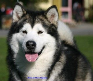 Breed Feature Photo - Unauthorised use prohibited!