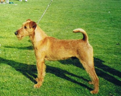 Breed Feature Photo - Unauthorised use prohibited!
