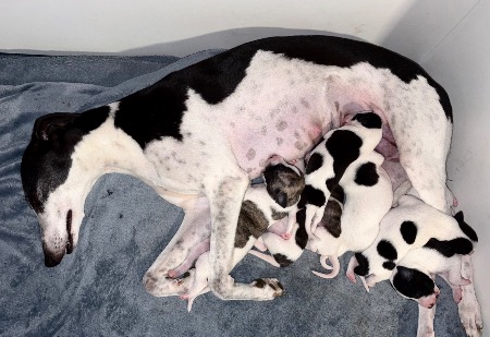 Whippet for sale by 107549