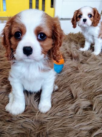 Cavalier King Charles Spaniel for sale by AMBRIDGEMANOR