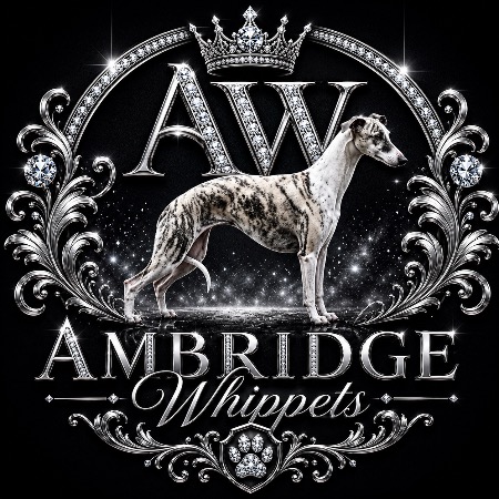 Whippet for sale by AMBRIDGEMANOR
