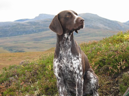 German Shorthaired Pointer for sale by CASTLEPOINT