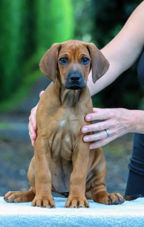 Rhodesian Ridgeback for sale by CUBLEY