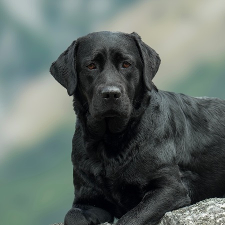 Labrador Retriever for sale by FLAXMERELABSNZ