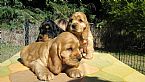 Cocker Spaniel for sale by FLINTLOCK