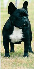 French Bulldog Breeders, New Zealand