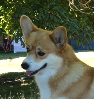 Welsh Corgi (Pembroke) for sale by KAWERA