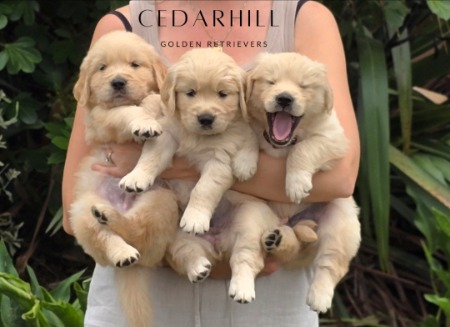 Golden Retriever for sale by KELLYMCCARRISON