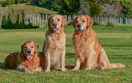 Golden Retriever for sale by KERIDALE