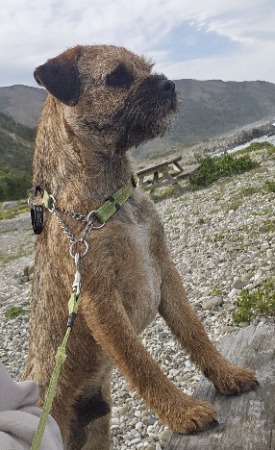 Border Terrier for sale by MOSSROSE1