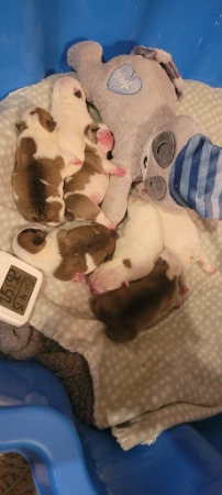 British Bulldog for sale by ONGUARD