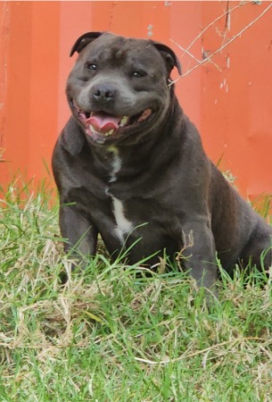 Staffordshire Bull Terrier for sale by PUREBLUENZKENNELS