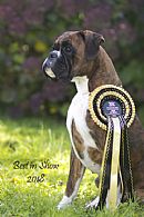 Boxer Breeders, Australia - Dogz Online