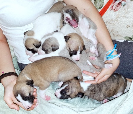 Whippet for sale by ROXHUNTER