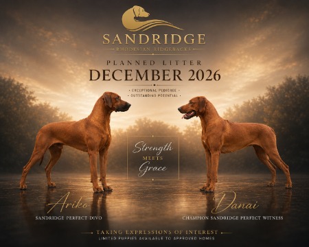 Rhodesian Ridgeback for sale by SANDRIDGEPARK