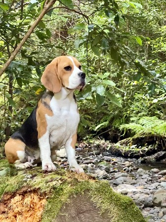 Beagle for sale by SARANGRAVE