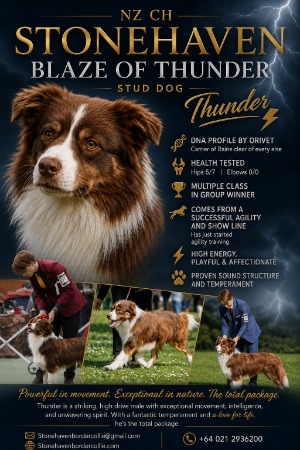 Border Collie for sale by STONEHAVEN