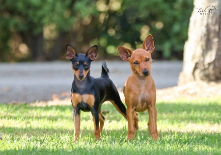 Miniature Pinscher for sale by TAURIELKENNELS