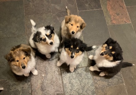 Collie (Rough) for sale by VALEGROKENNELS