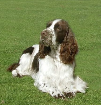 English springer spaniels freezing sperm