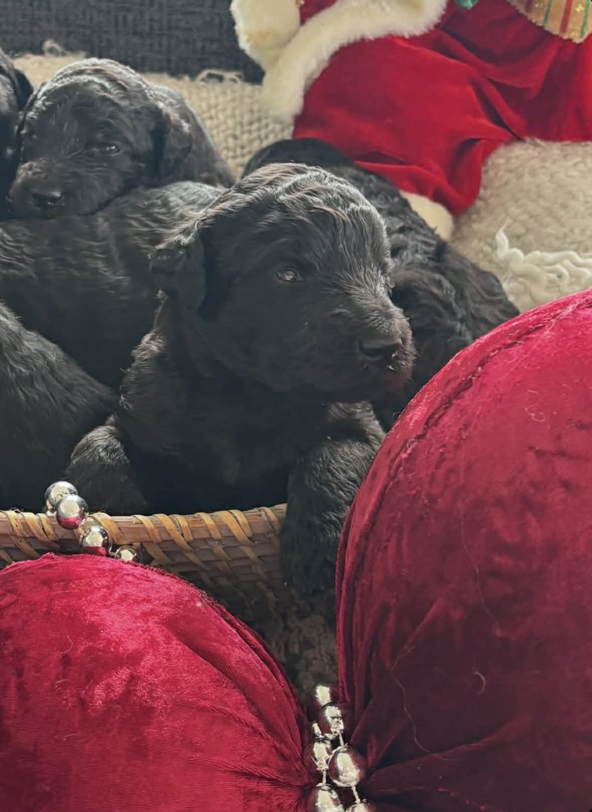 Poodle (Standard) puppy for sale by ROONEY