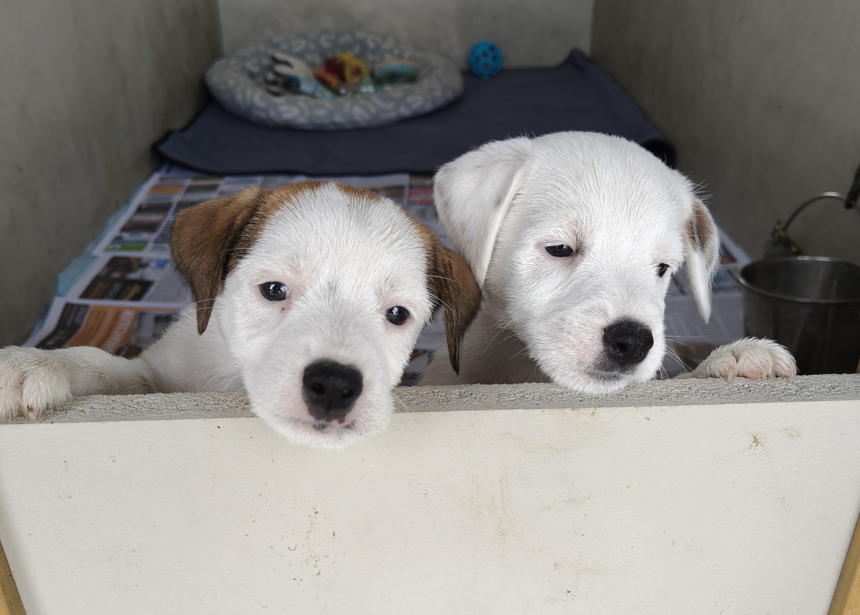 Parson Russell Terrier puppy for sale by CHARIZELLE