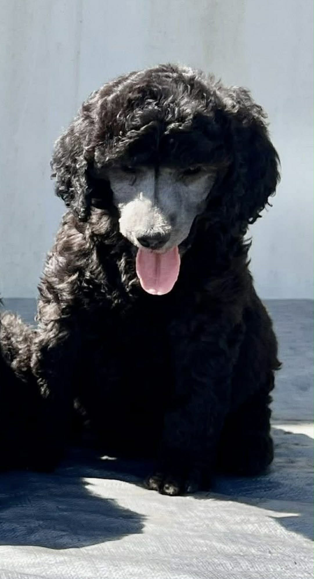 Poodle (Standard) puppy for sale by ALVALEN