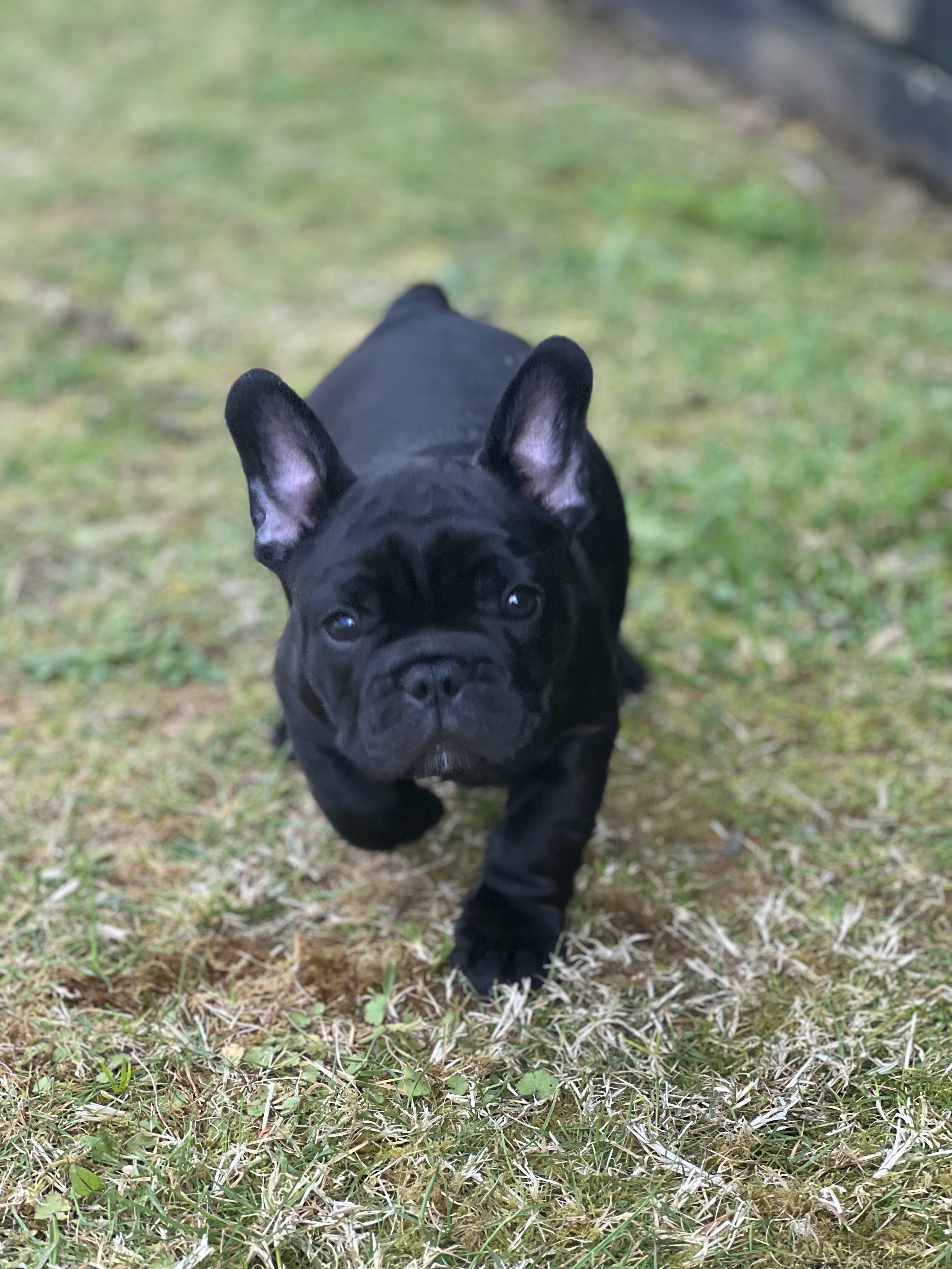 French Bulldog puppy for sale by HEATHERCLIFFORD
