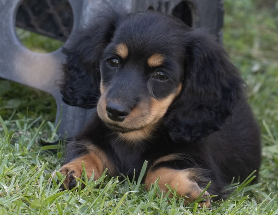Dachshund (Miniature Long Haired) puppy for sale by LAECHELON