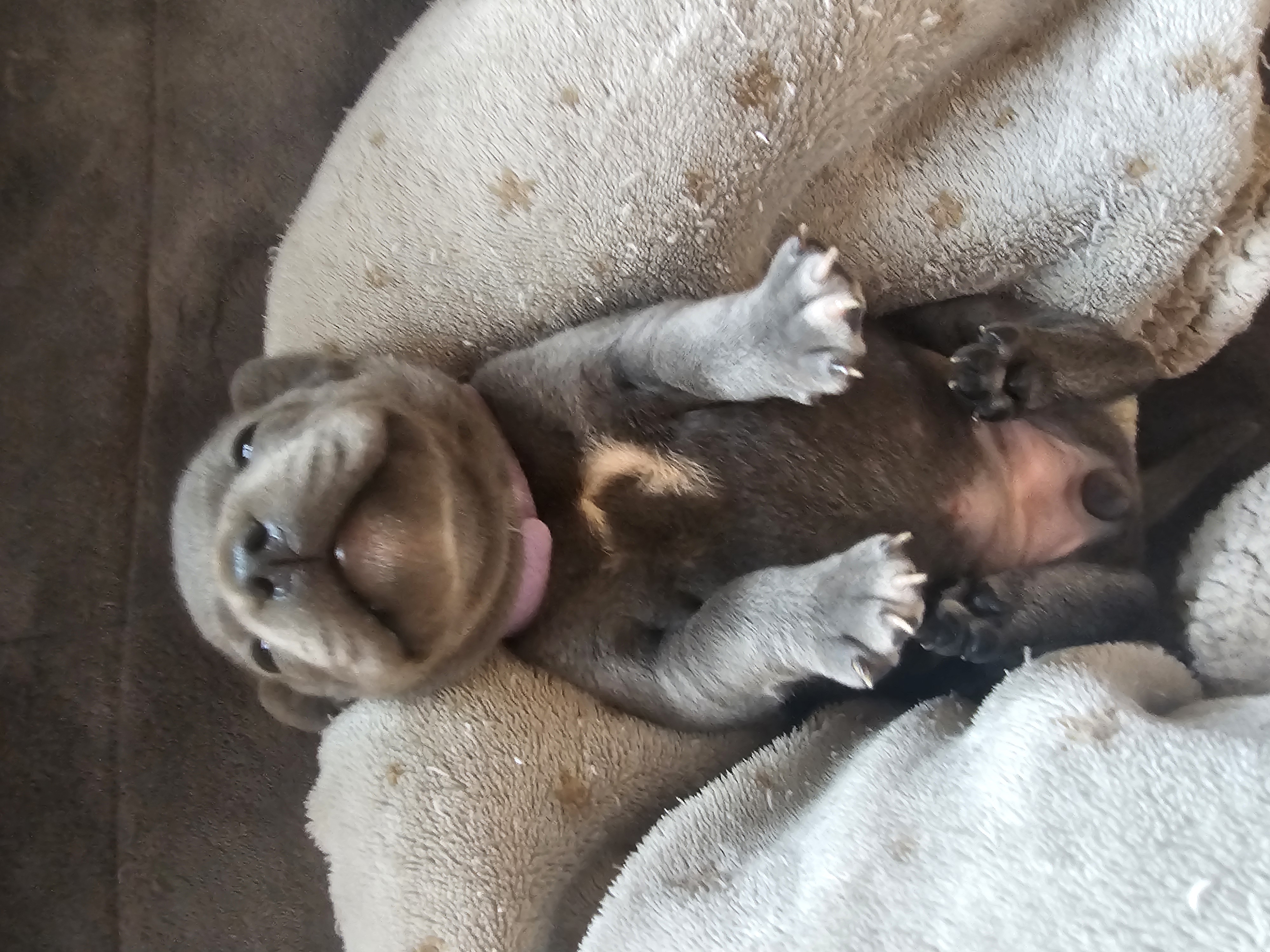 Staffordshire Bull Terrier puppy for sale by PUREBLUENZKENNELS