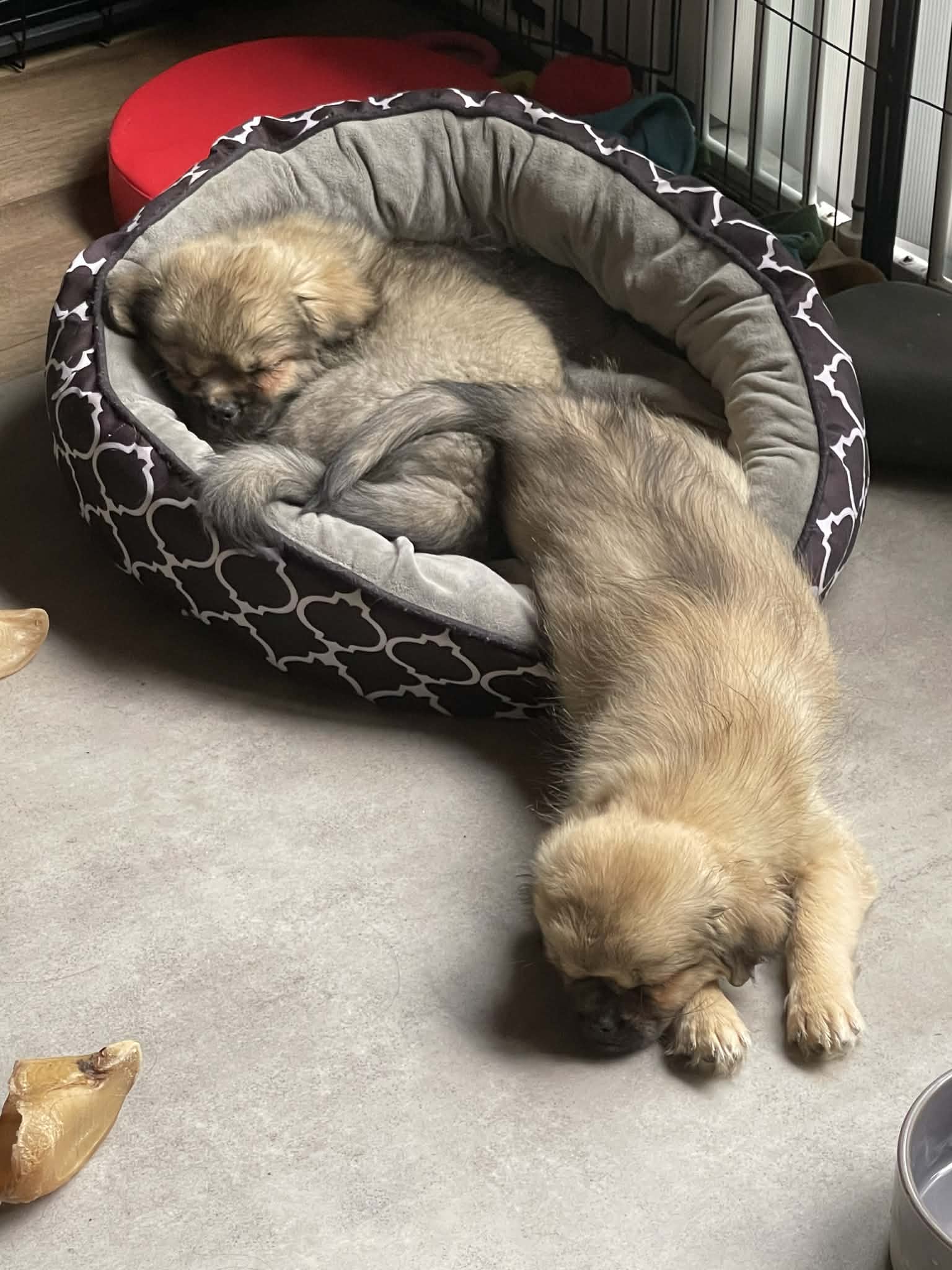 Tibetan Spaniel puppy for sale by TEMPLESHINTO