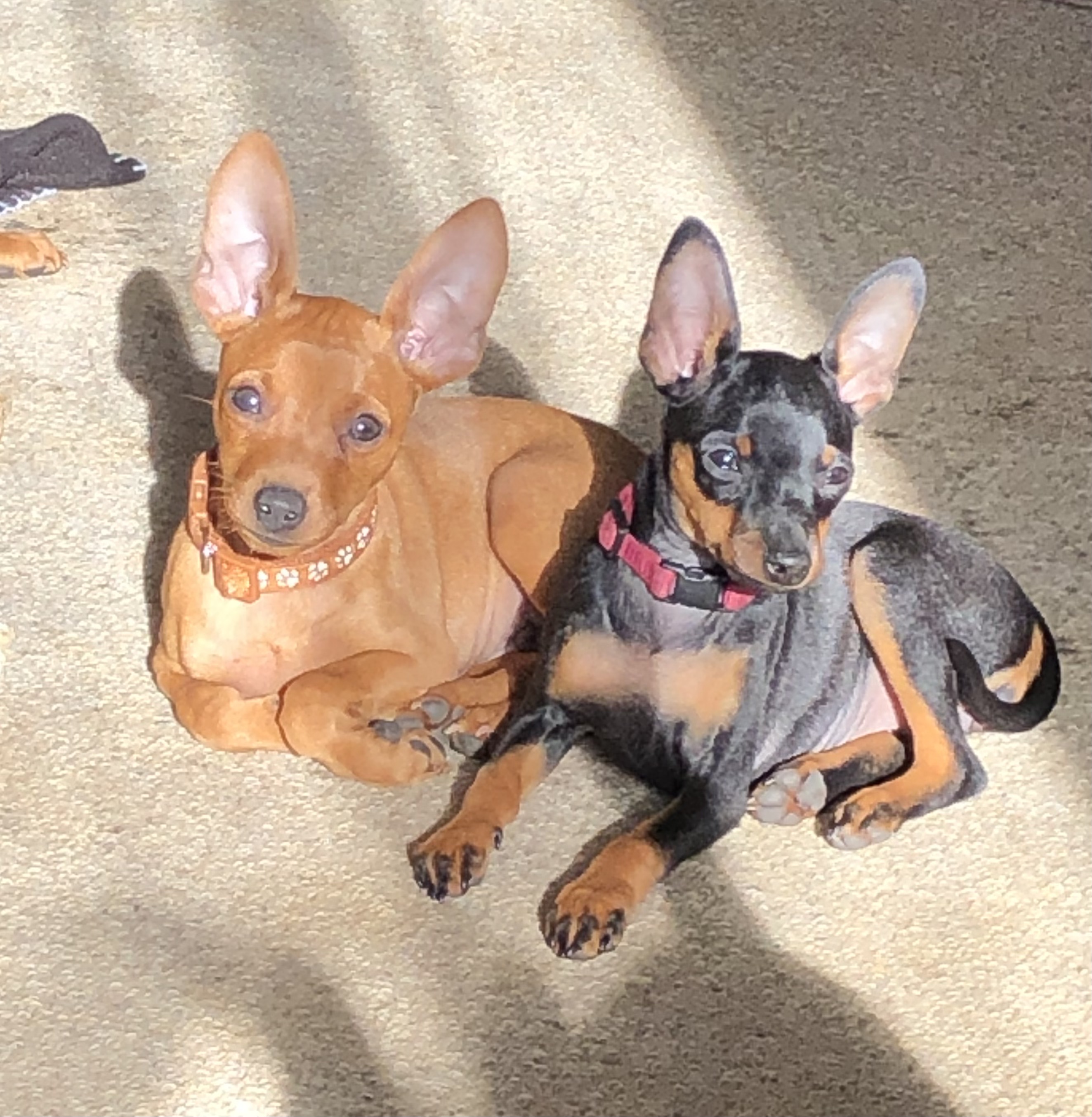 Miniature Pinscher puppy for sale by AIMEE