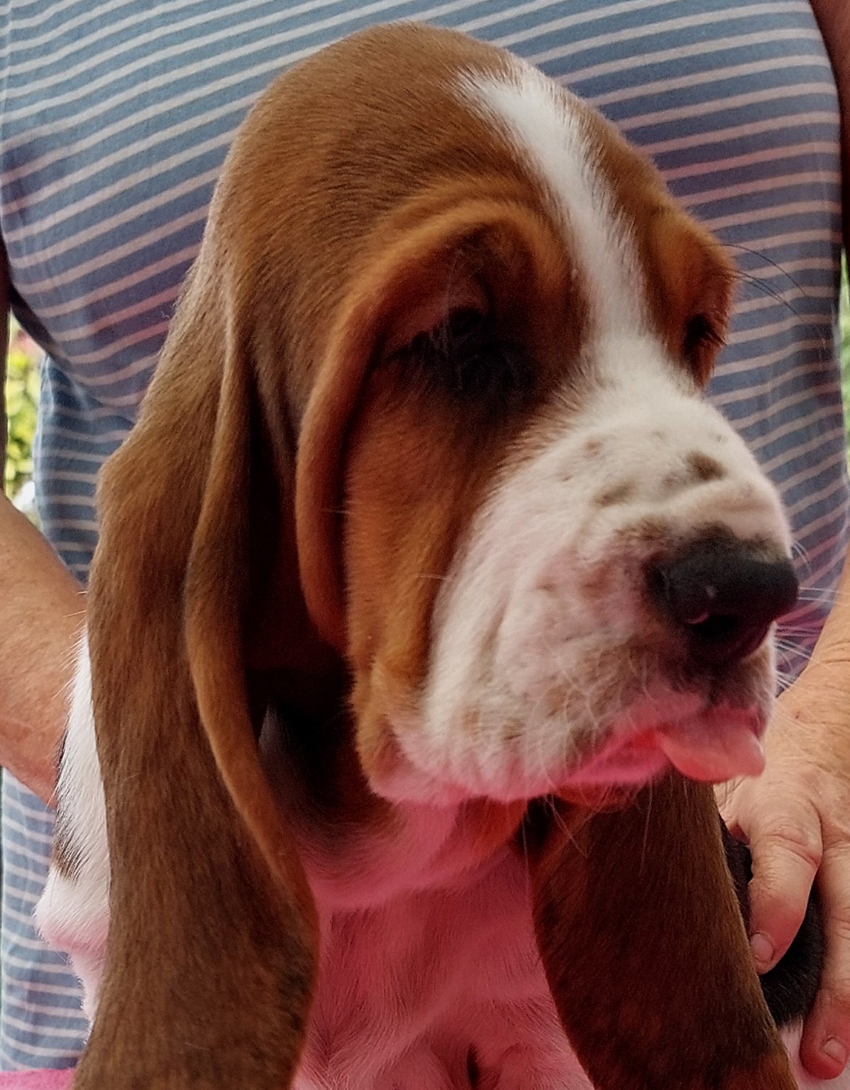 Basset Hound puppy for sale by CANOUI