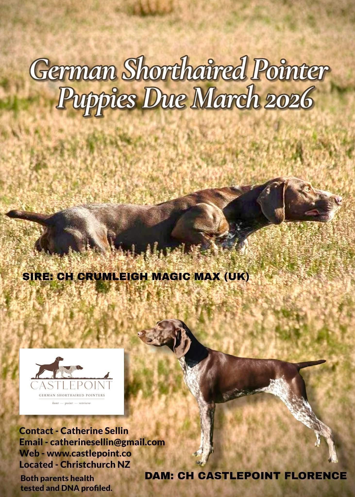 German Shorthaired Pointer puppy for sale by CASTLEPOINT