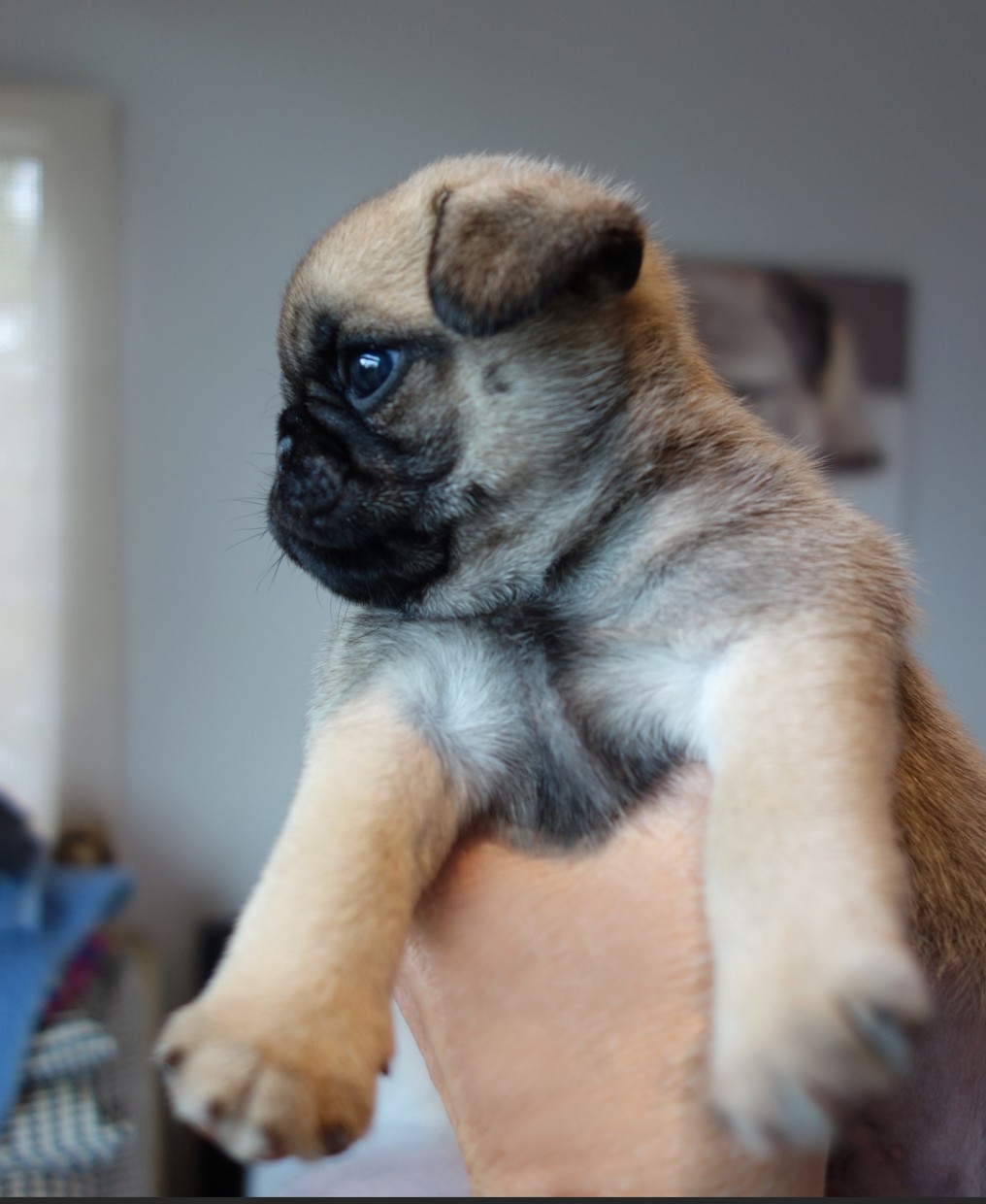Pug puppy for sale by CHOPSTICKS
