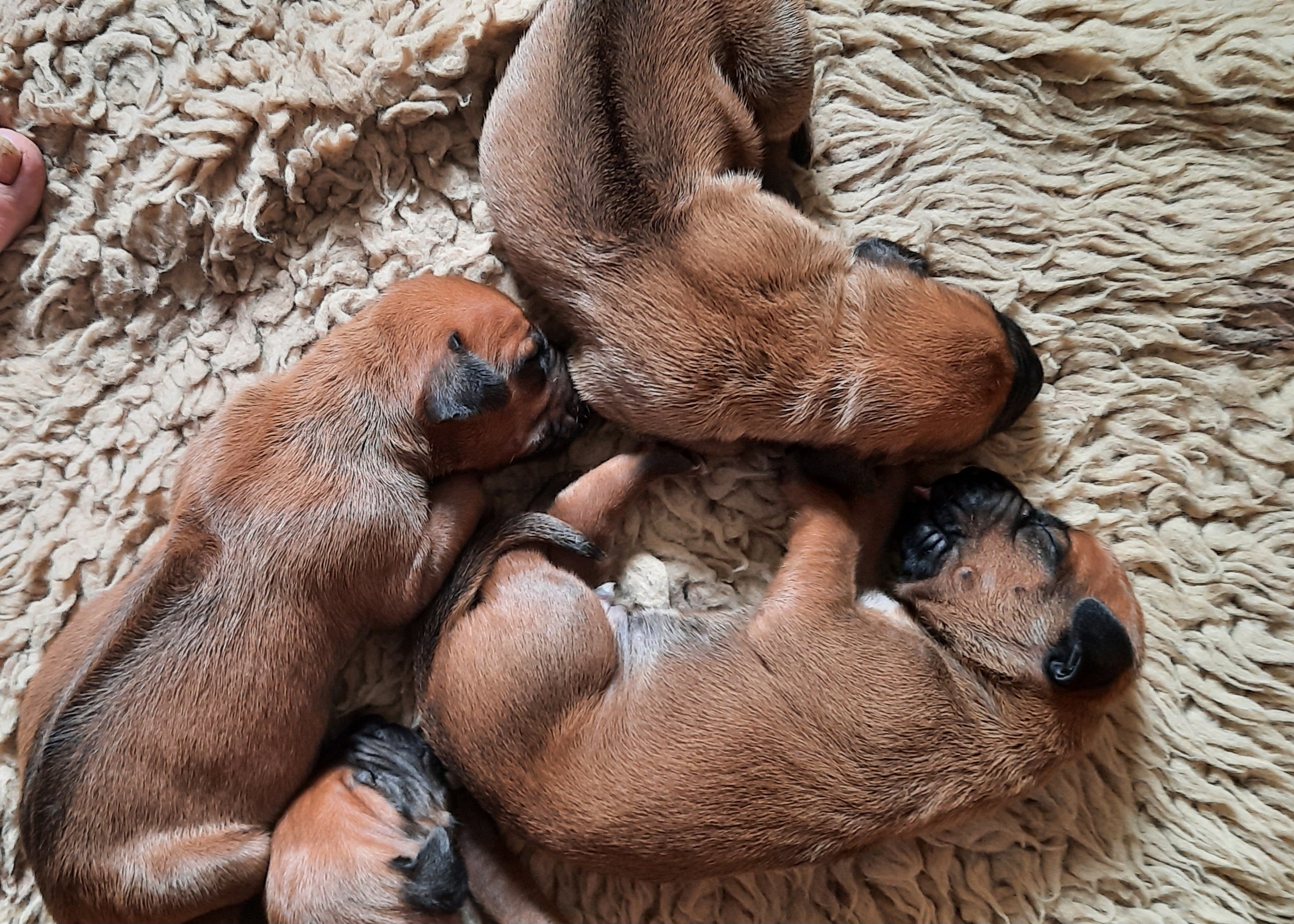 Rhodesian Ridgeback puppy for sale by DOGUERIDGE