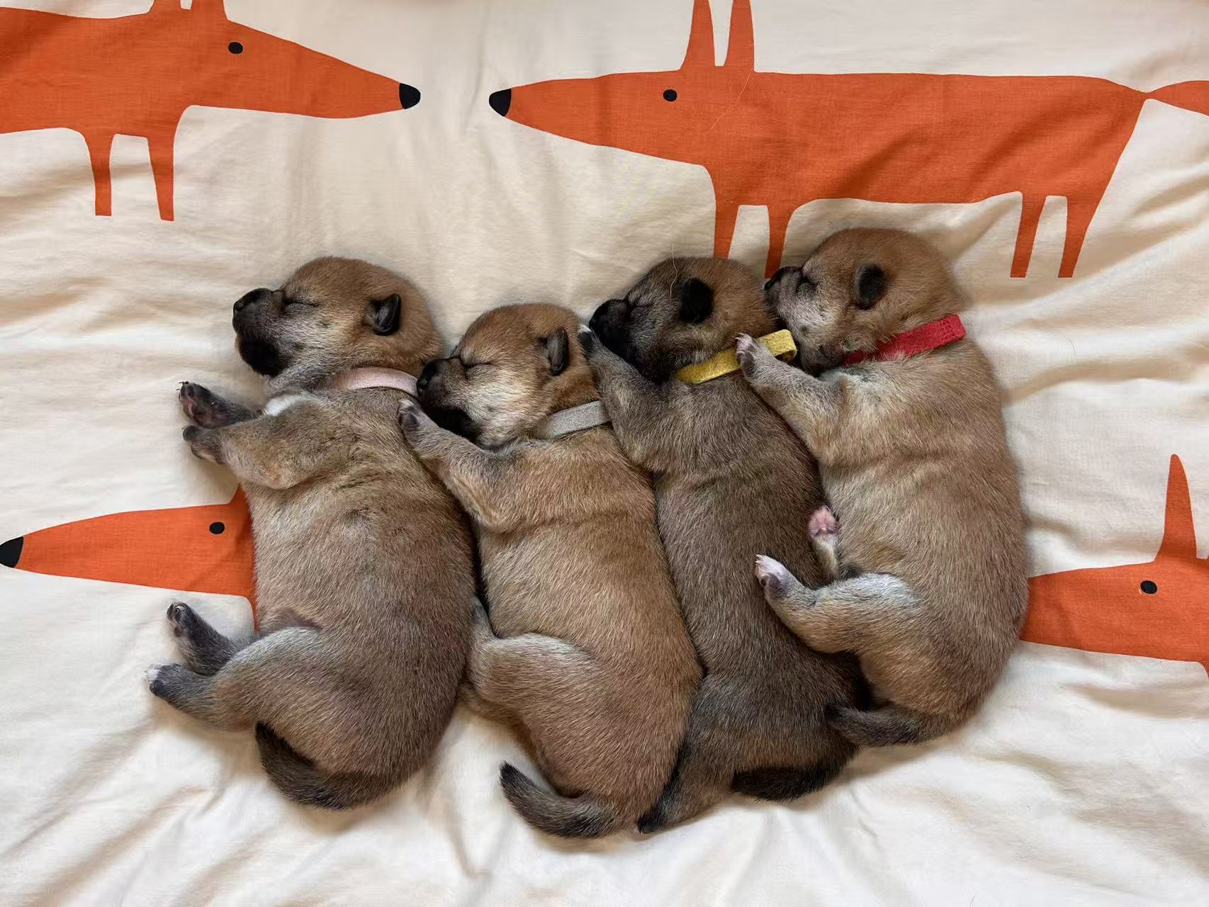 Shiba Inu puppy for sale by EVODOGS