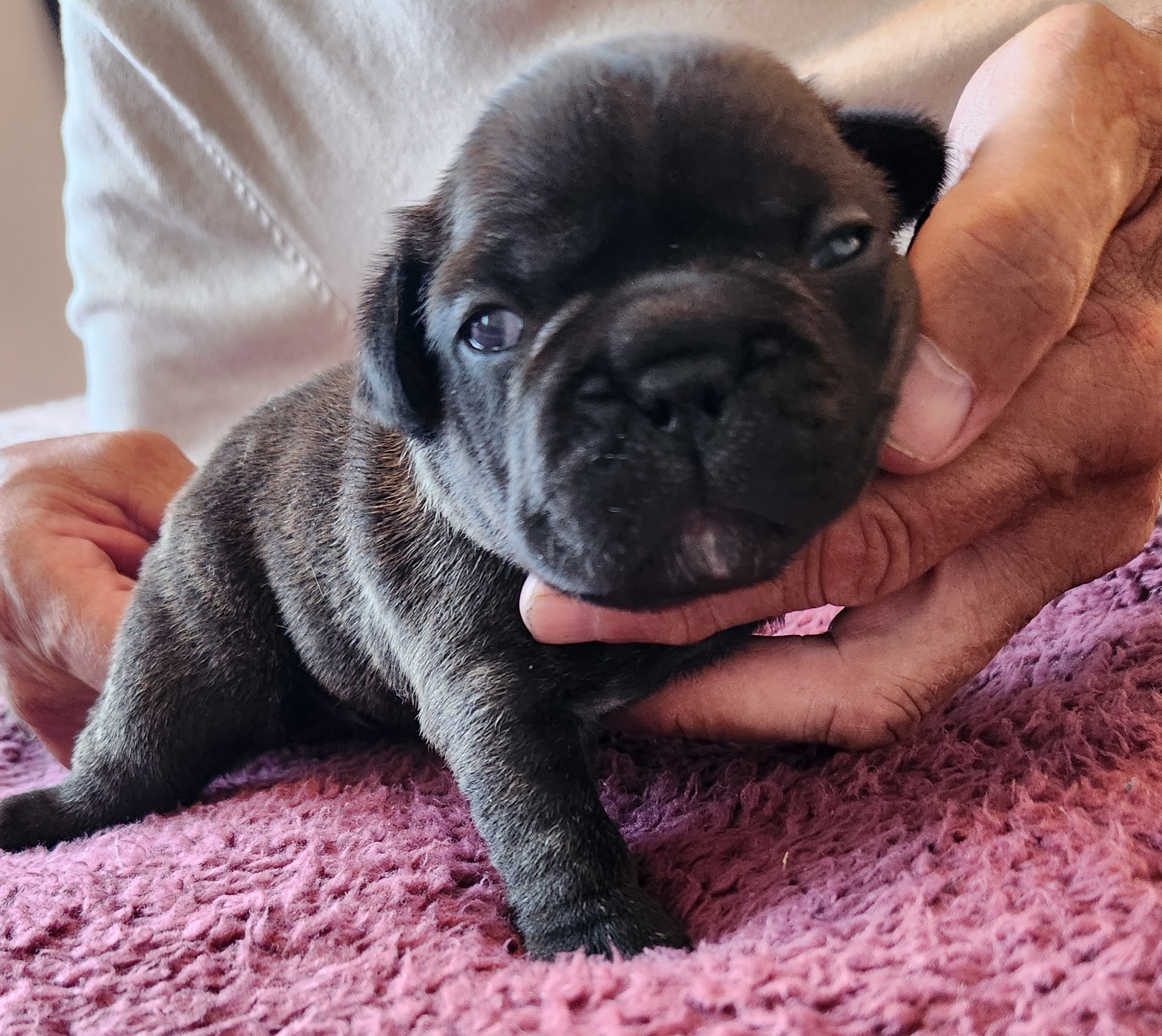 French Bulldog puppy for sale by FRENCHI